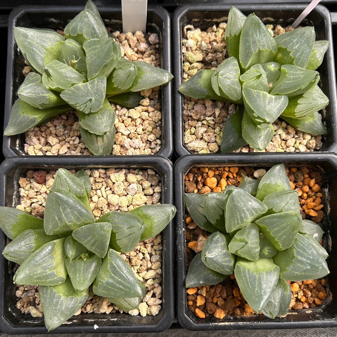 city succulents 4'' Haworthia Pygmaea Ice City, Rare Live Succulent Plants – cocosucculent