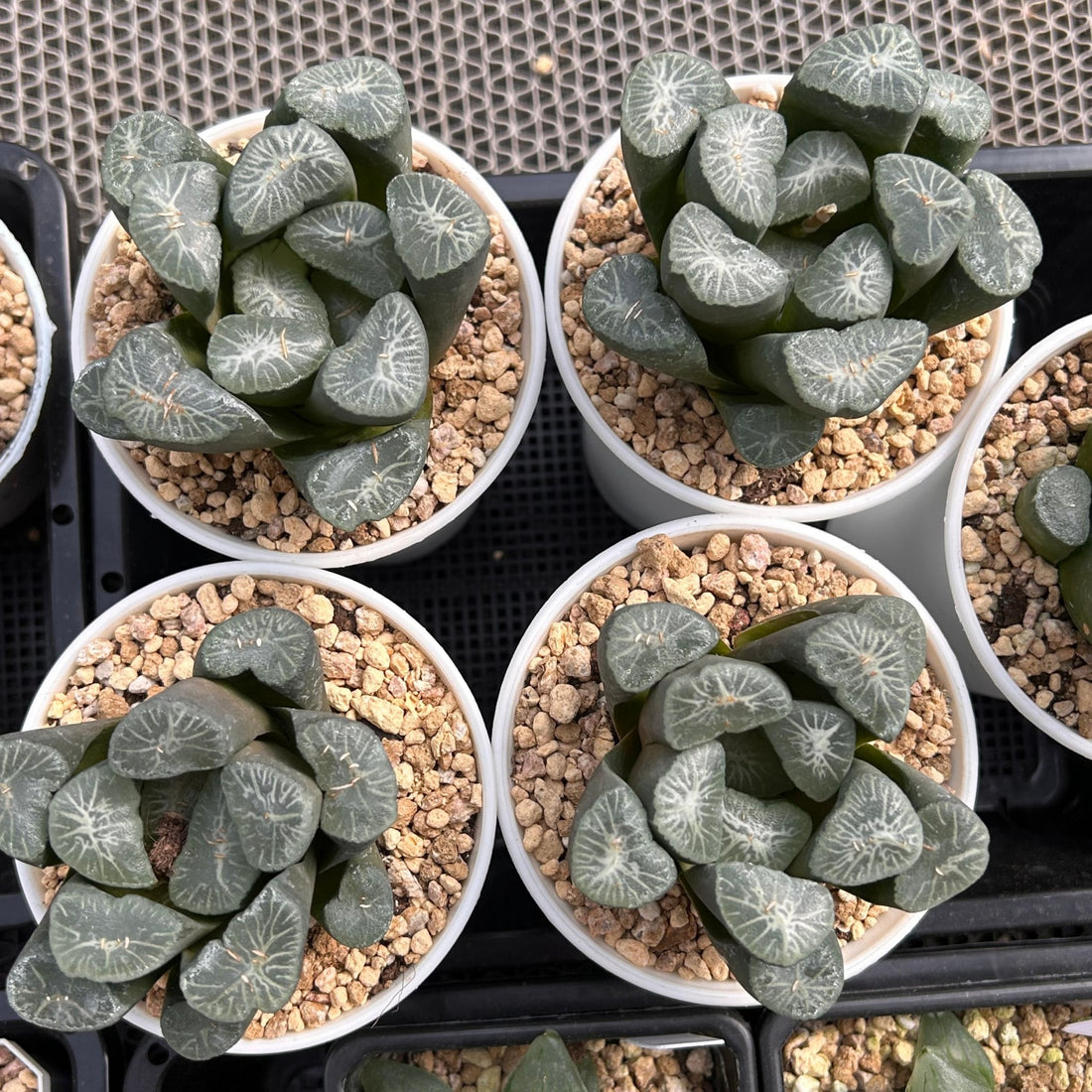 haworthia rare succulents 3'' Haworthia Maughanii Snow Country, Rare Live Succulent Plants