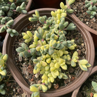 6'' Corpuscularia Lehmannii Variegated, Rare Live Succulent Plants