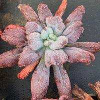 7'' Echeveria Baron Bold, Rare Live Succulent Plants