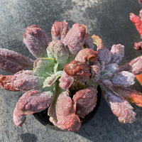 7'' Echeveria Baron Bold, Rare Live Succulent Plants