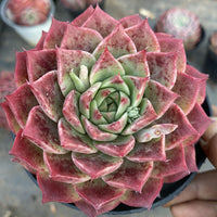 4'' Echeveria Blood Conch, Rare Live Succulent Plants