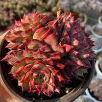 5'' Echeveria Blood Conch, Rare Live Succulent Plants