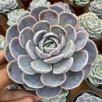 5'' Echeveria 'Blue Surprise', Rare Live Succulent Plants