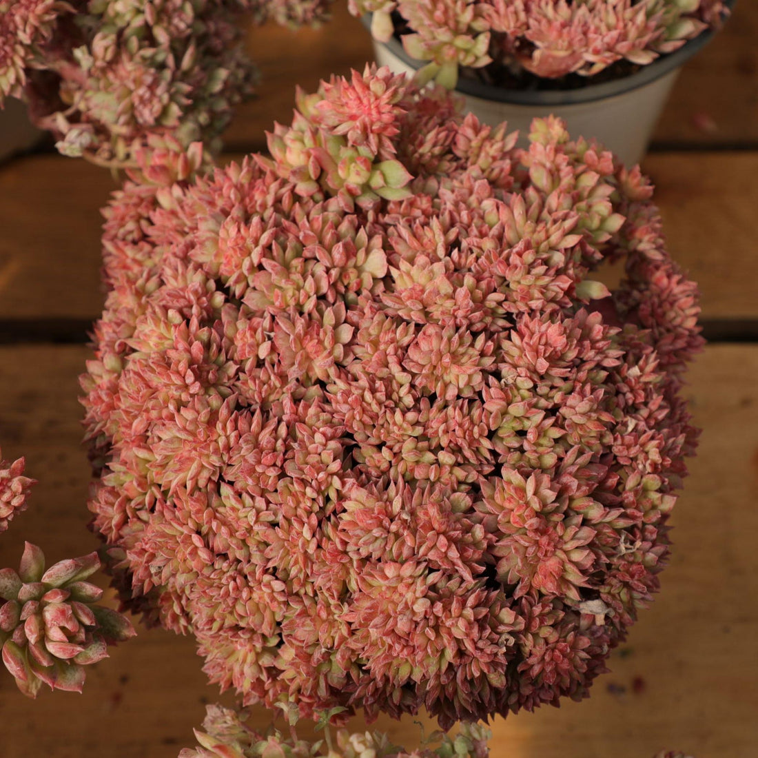 5'' Echeveria Bradburyana Crested, Rare Live Succulent Plants