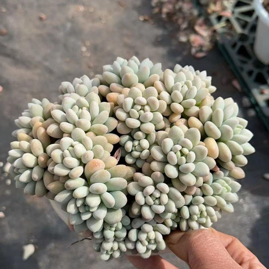 5'' Echeveria Caviar, Rare Live Succulent Plants