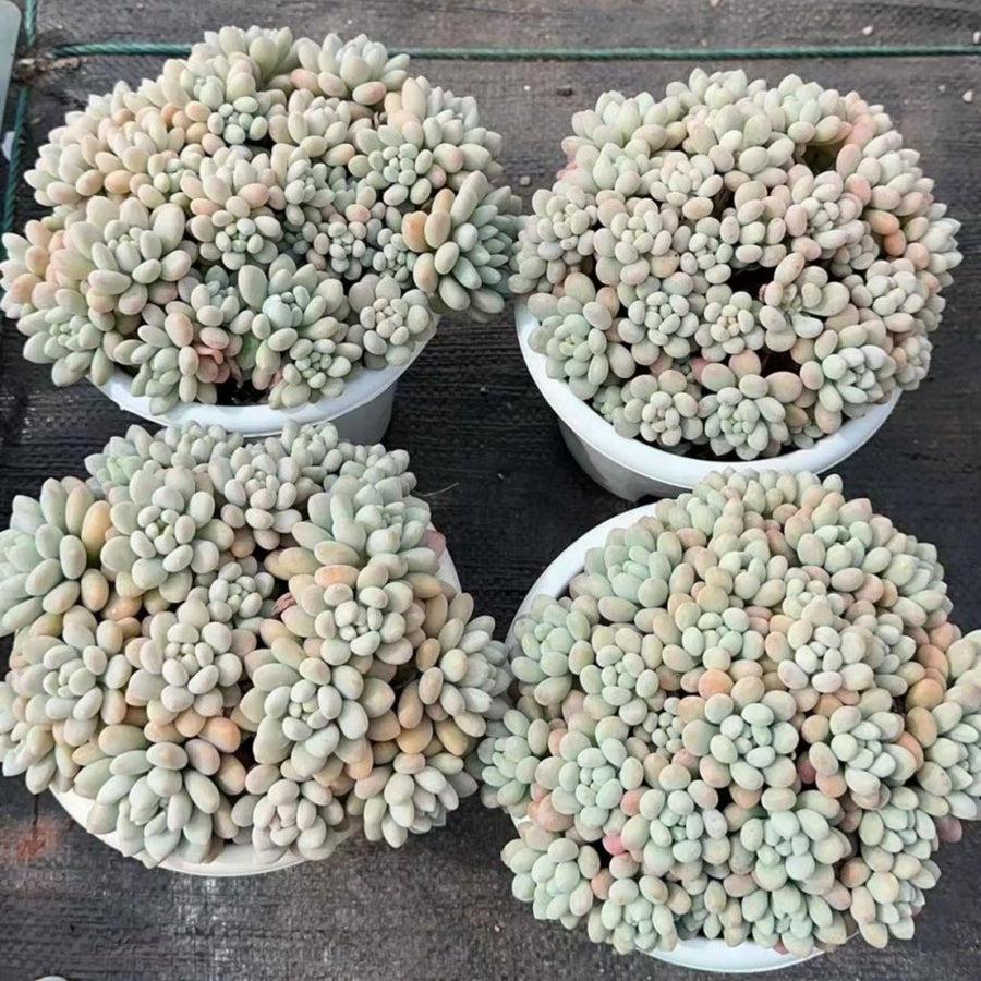 5'' Echeveria Caviar, Rare Live Succulent Plants