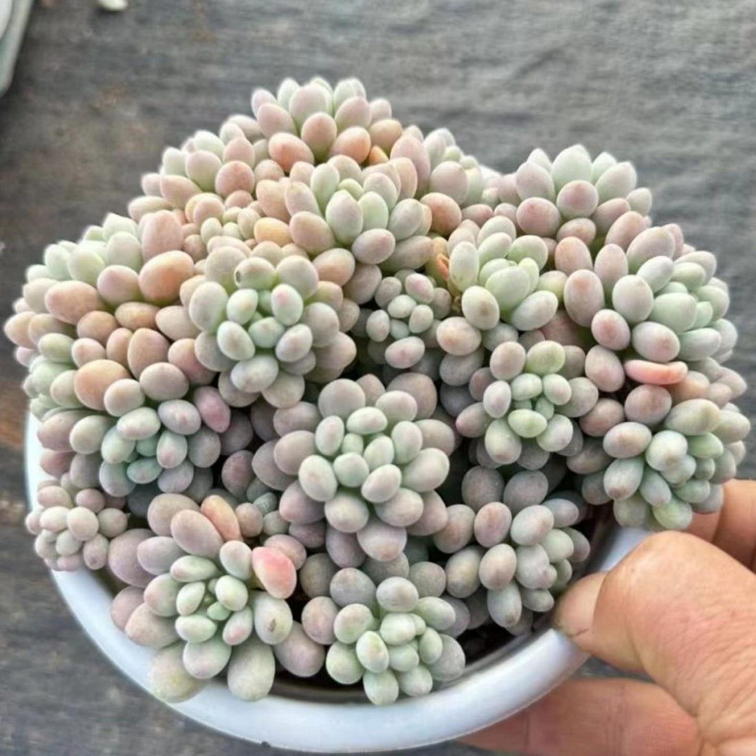 5'' Echeveria Caviar, Rare Live Succulent Plants