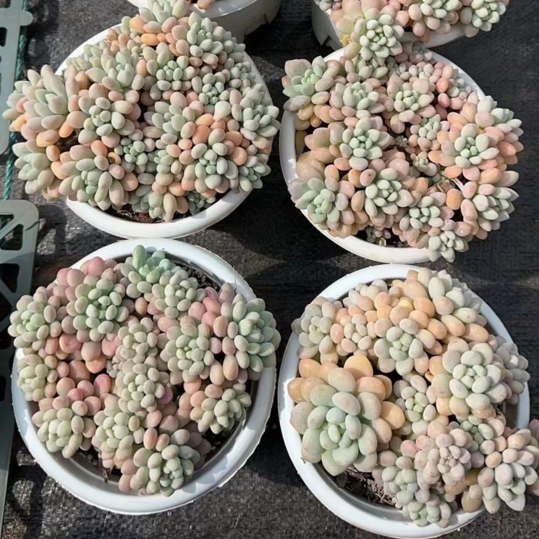 5'' Echeveria Caviar, Rare Live Succulent Plants