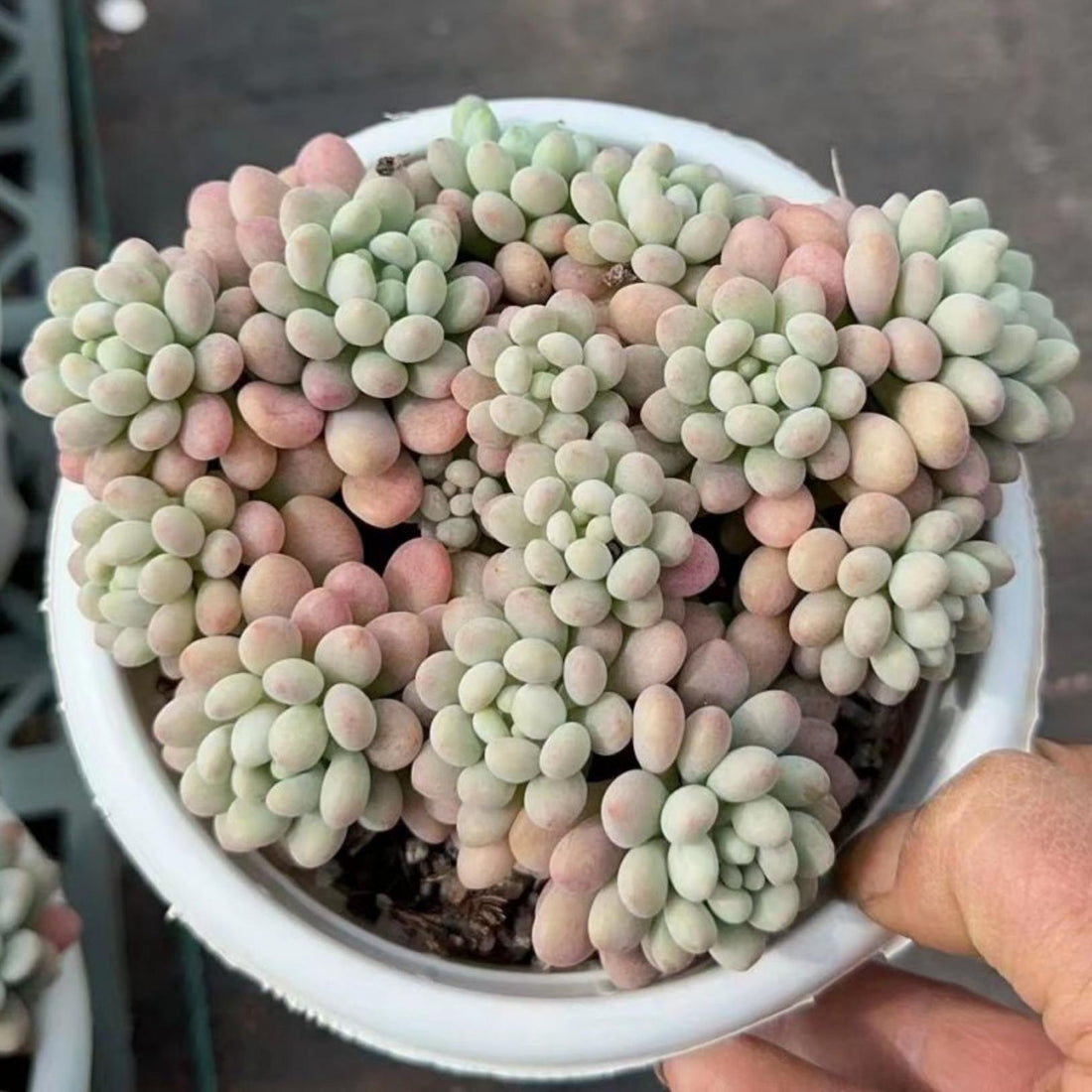 5'' Echeveria Caviar, Rare Live Succulent Plants