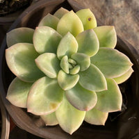 4'' Echeveria Ice Jade Variegated, Rare Live Succulent Plants
