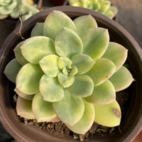 4'' Echeveria Ice Jade Variegated, Rare Live Succulent Plants