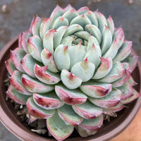 5'' Echeveria Pink Crystal, Rare Live Succulent Plants