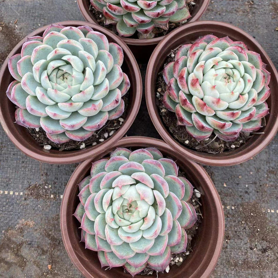 5'' Echeveria Pink Crystal, Rare Live Succulent Plants