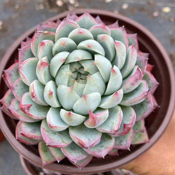 5'' Echeveria Pink Crystal, Rare Live Succulent Plants