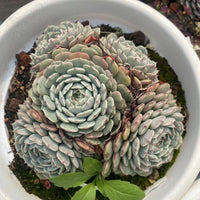 6'' Echeveria Pinwheel, Rare Live Succulent Plants