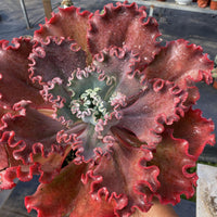 8'' Echeveria  Red Coral, Rare Live Succulent Plants
