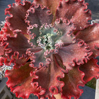 8'' Echeveria  Red Coral, Rare Live Succulent Plants