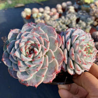 5'' Echeveria Red Velvet, Rare Live Succulent Plants
