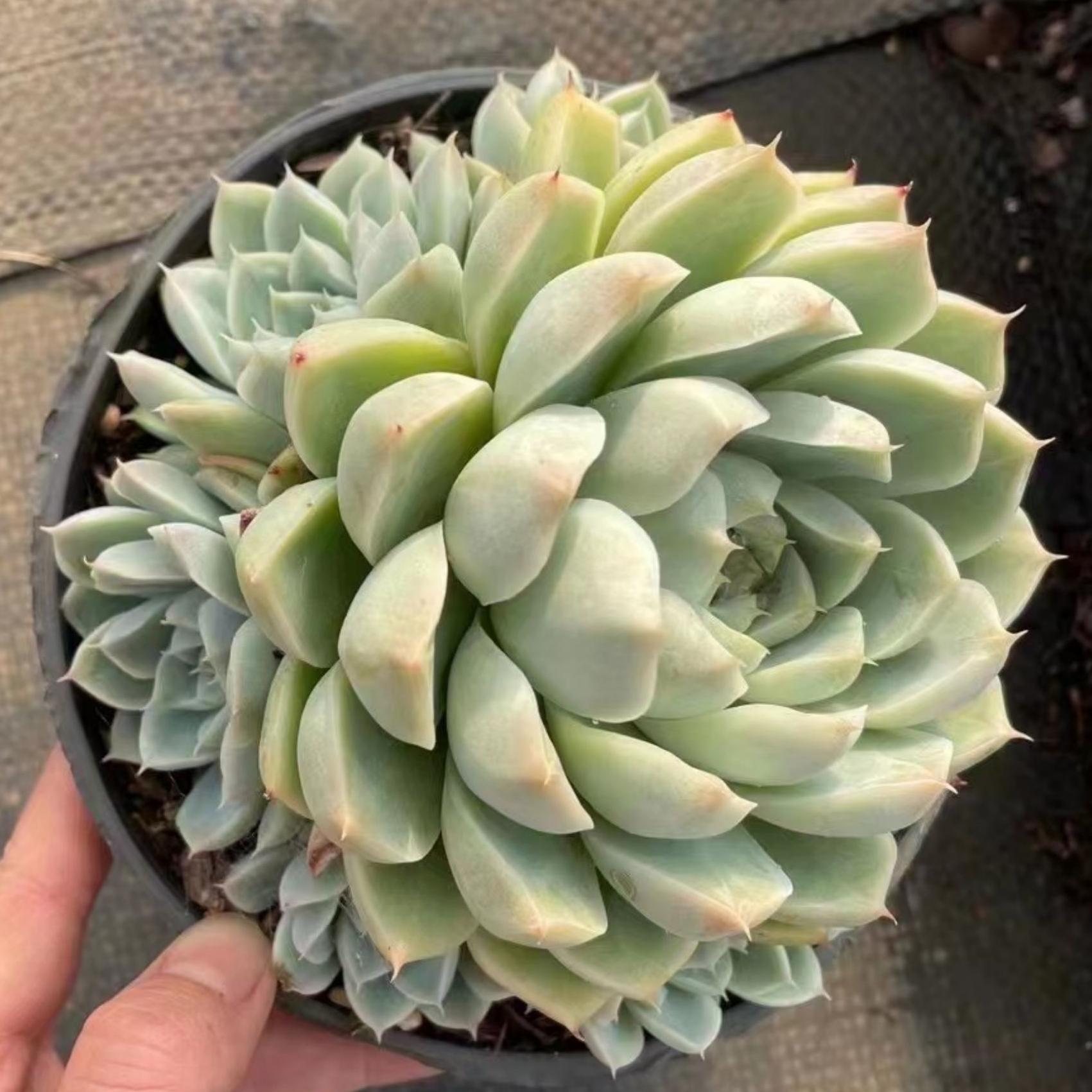 6'' Echeveria Rose Queen, Rare Live Succulent Plants – cocosucculent