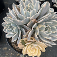 8'' Echeveria Ruyonii Variegated, Rare Live Succulent Plants