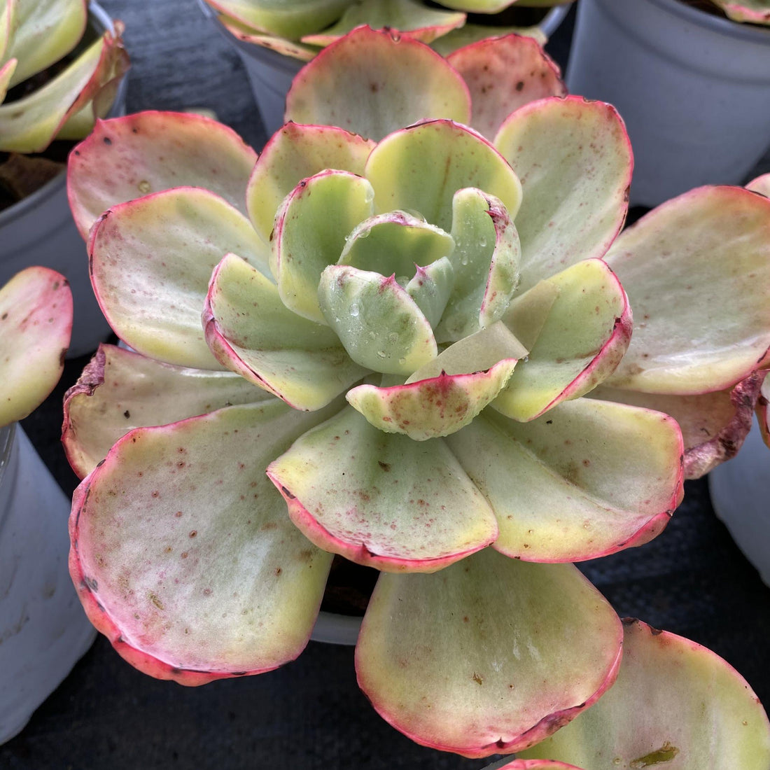 5''Echeveria Sunset Peony Variegated, Rare Live Succulent Plants