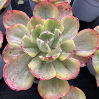 5''Echeveria Sunset Peony Variegated, Rare Live Succulent Plants