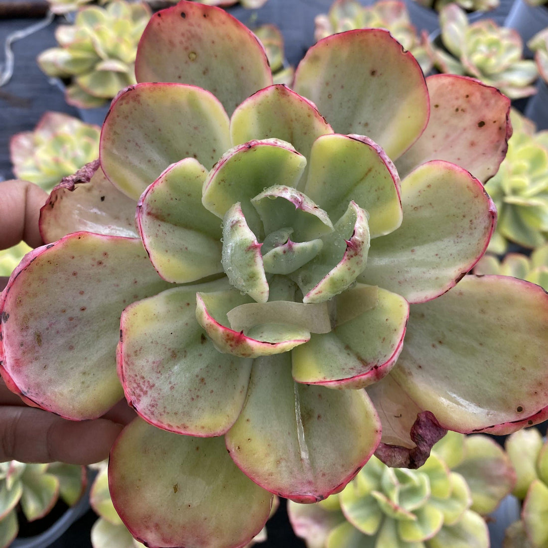 5''Echeveria Sunset Peony Variegated, Rare Live Succulent Plants