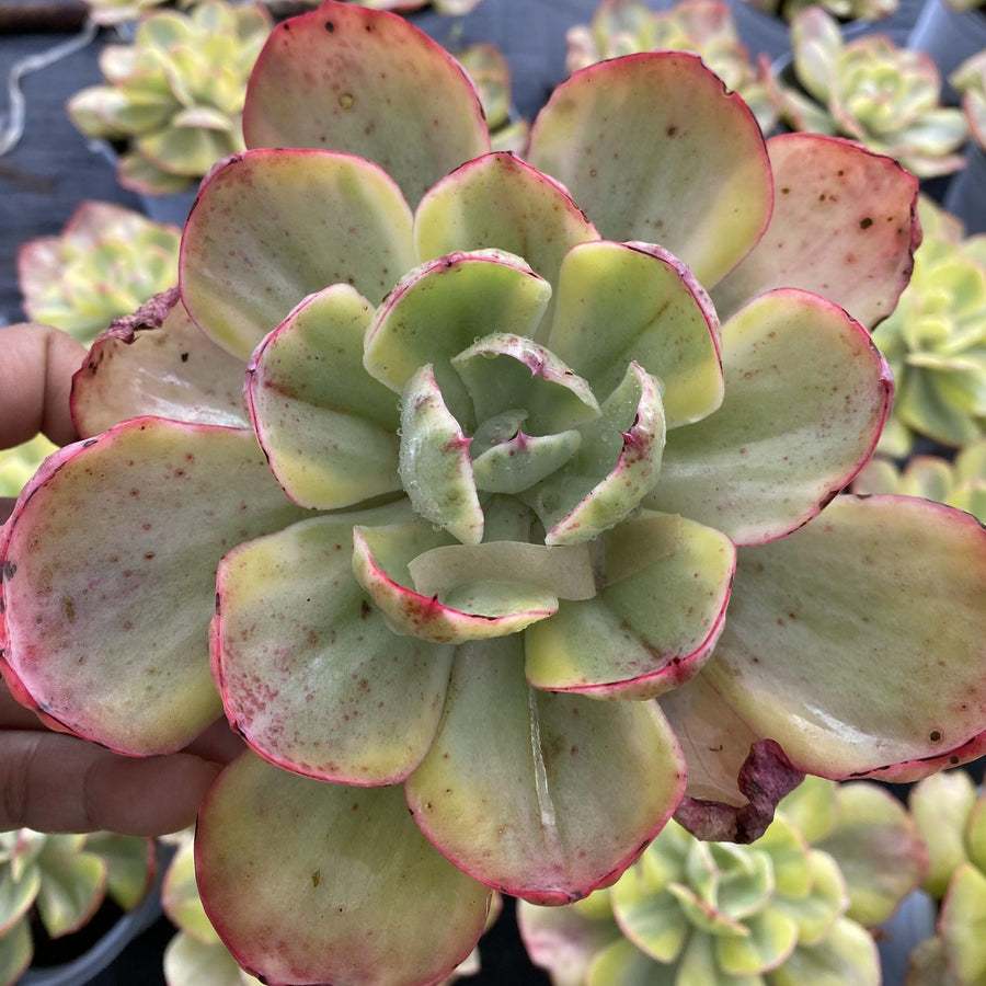 5''Echeveria Sunset Peony Variegated, Rare Live Succulent Plants