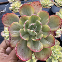 5''Echeveria Sunset Peony Variegated, Rare Live Succulent Plants