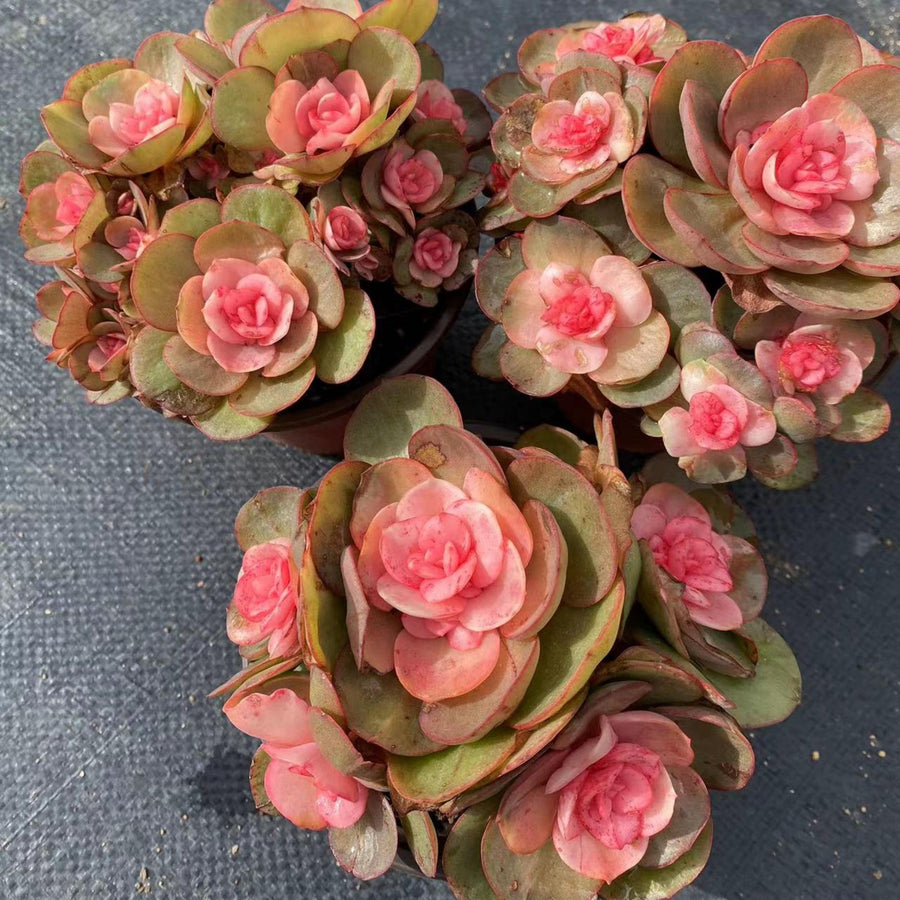 5'' Echeveria Suyon Medicated Variegated, Rare Live Succulent Plants