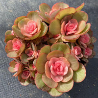 5'' Echeveria Suyon Medicated Variegated, Rare Live Succulent Plants