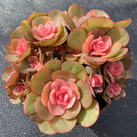 5'' Echeveria Suyon Medicated Variegated, Rare Live Succulent Plants