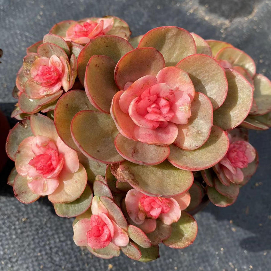 5'' Echeveria Suyon Medicated Variegated, Rare Live Succulent Plants