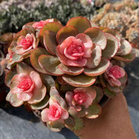 5'' Echeveria Suyon Medicated Variegated, Rare Live Succulent Plants