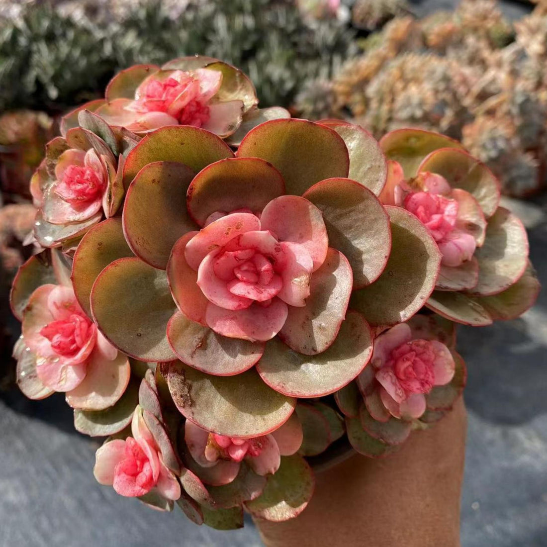 5'' Echeveria Suyon Medicated Variegated, Rare Live Succulent Plants