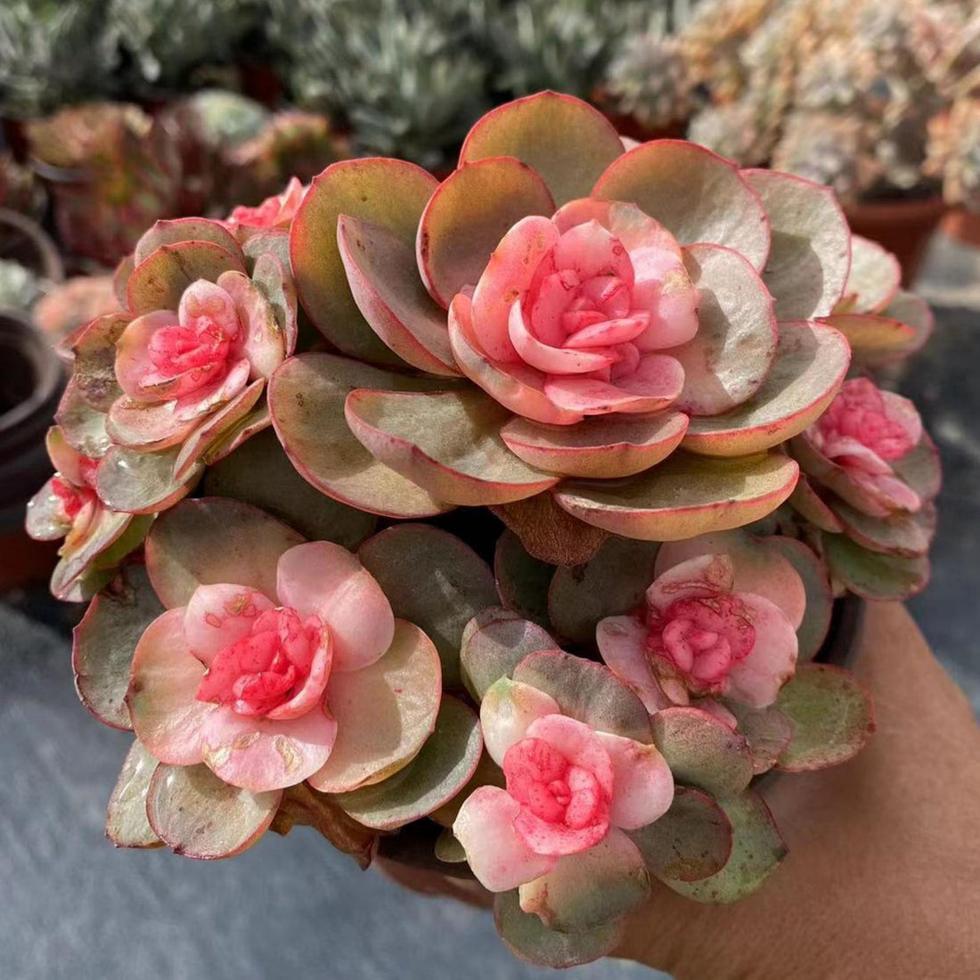 5'' Echeveria Suyon Medicated Variegated, Rare Live Succulent Plants