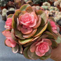 5'' Echeveria Suyon Medicated Variegated, Rare Live Succulent Plants