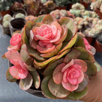 5'' Echeveria Suyon Medicated Variegated, Rare Live Succulent Plants