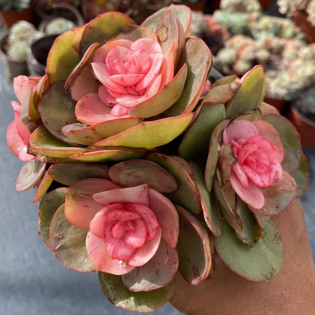 5'' Echeveria Suyon Medicated Variegated, Rare Live Succulent Plants