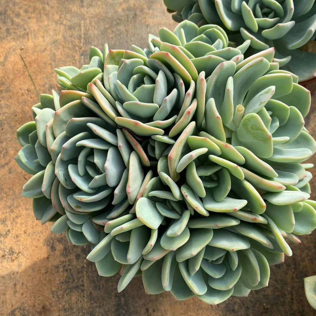 10'' Echeveria White Moonlight, Rare Live Succulent Plants