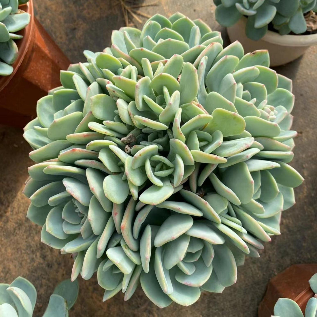 10'' Echeveria White Moonlight, Rare Live Succulent Plants