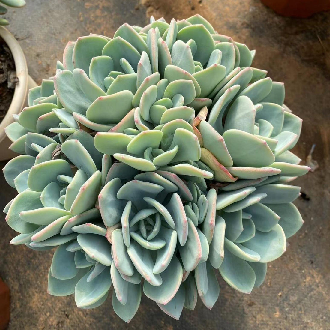 10'' Echeveria White Moonlight, Rare Live Succulent Plants