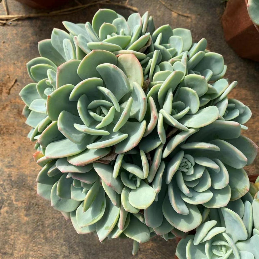 10'' Echeveria White Moonlight, Rare Live Succulent Plants