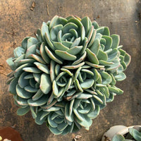 10'' Echeveria White Moonlight, Rare Live Succulent Plants