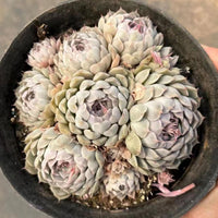 5'' Echeveria 'Ball of Fat', Rare Live Succulent Plants