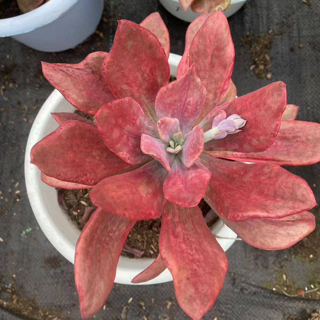 8'' Echeveria Diamond State'Variegated, Rare Live Succulent Plants