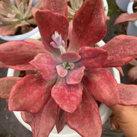 8'' Echeveria Diamond State'Variegated, Rare Live Succulent Plants