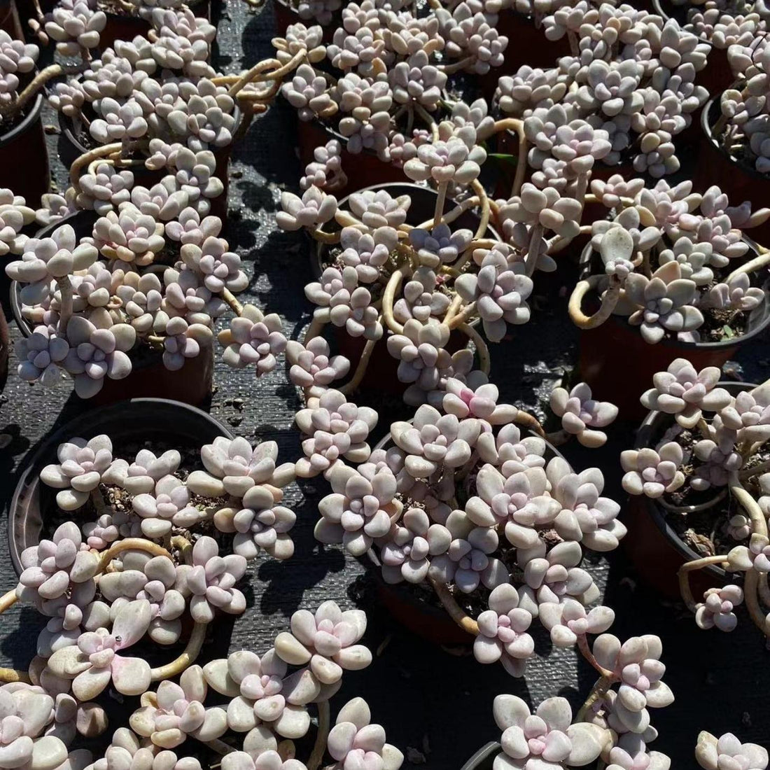 6'' Graptopetalum Ellen, Rare Live Succulent Plants