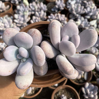 5'' Pachyphytum Oviferum, Rare Live Succulent Plants